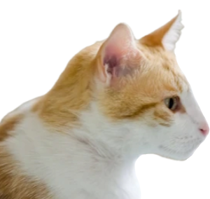 a random image